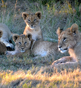 Gondwana Game Reserve