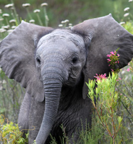 Gondwana Game Reserve