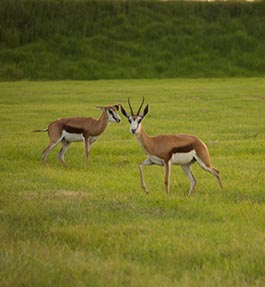 Springbok Hideaway